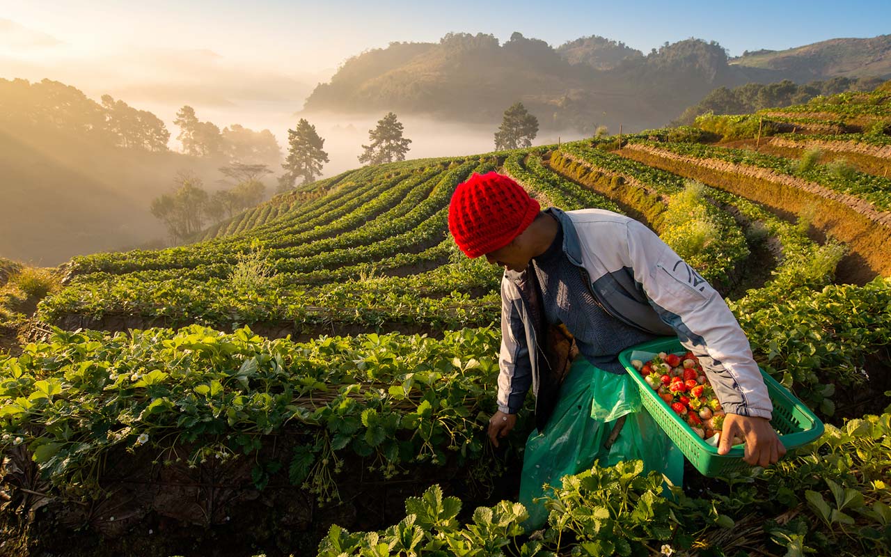 Best Time to Visit Thailand: Strawberry Harvesting in the Scenic Terraced Fields at Sunrise.